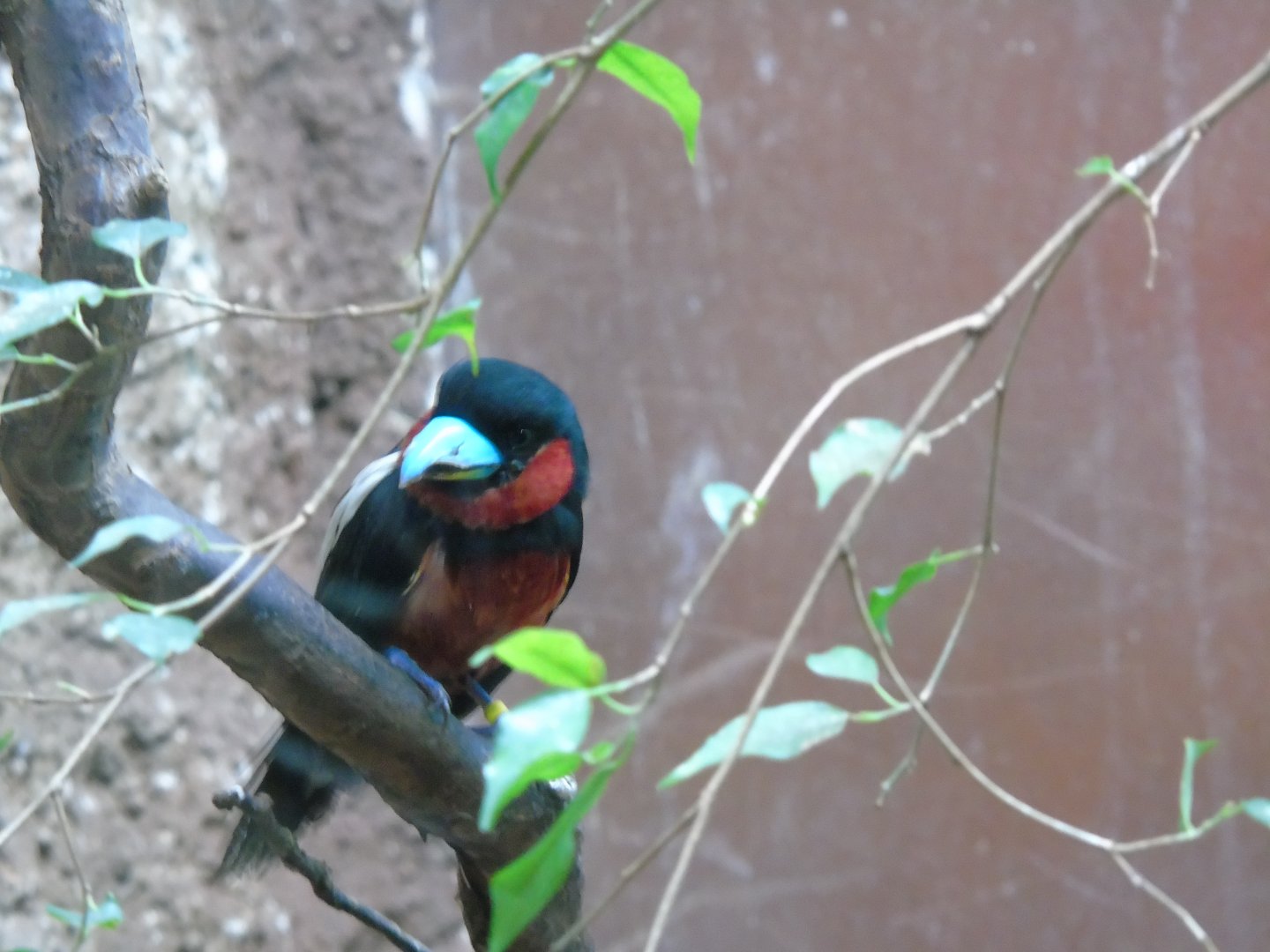 Black-and-red broadbill