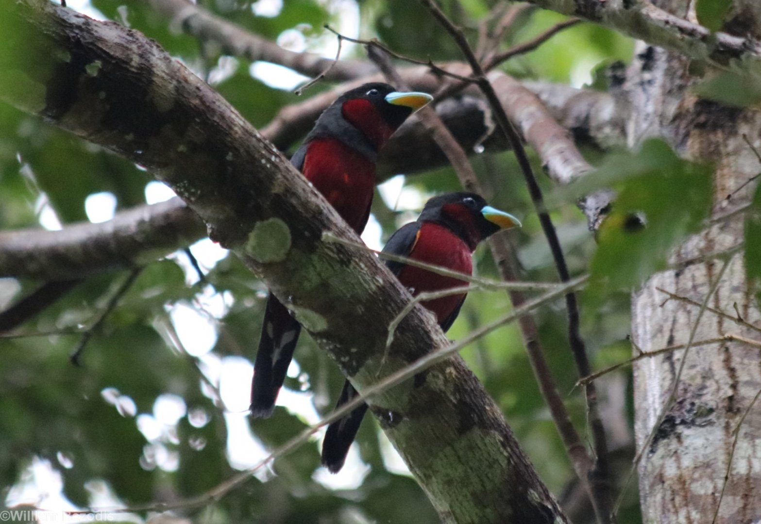 Black-and-red Broadbills - Cat Tien
