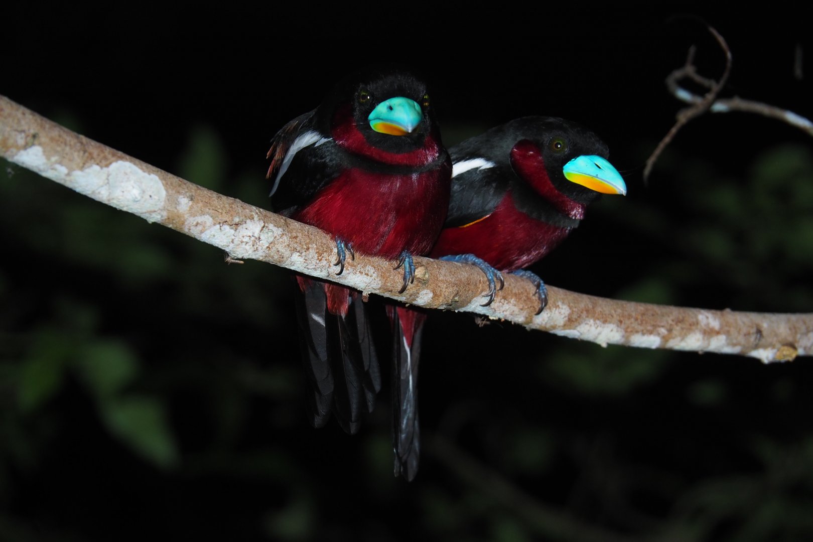 Black-and-red Broadbills - Kinabatangan River, Sabah, Borneo