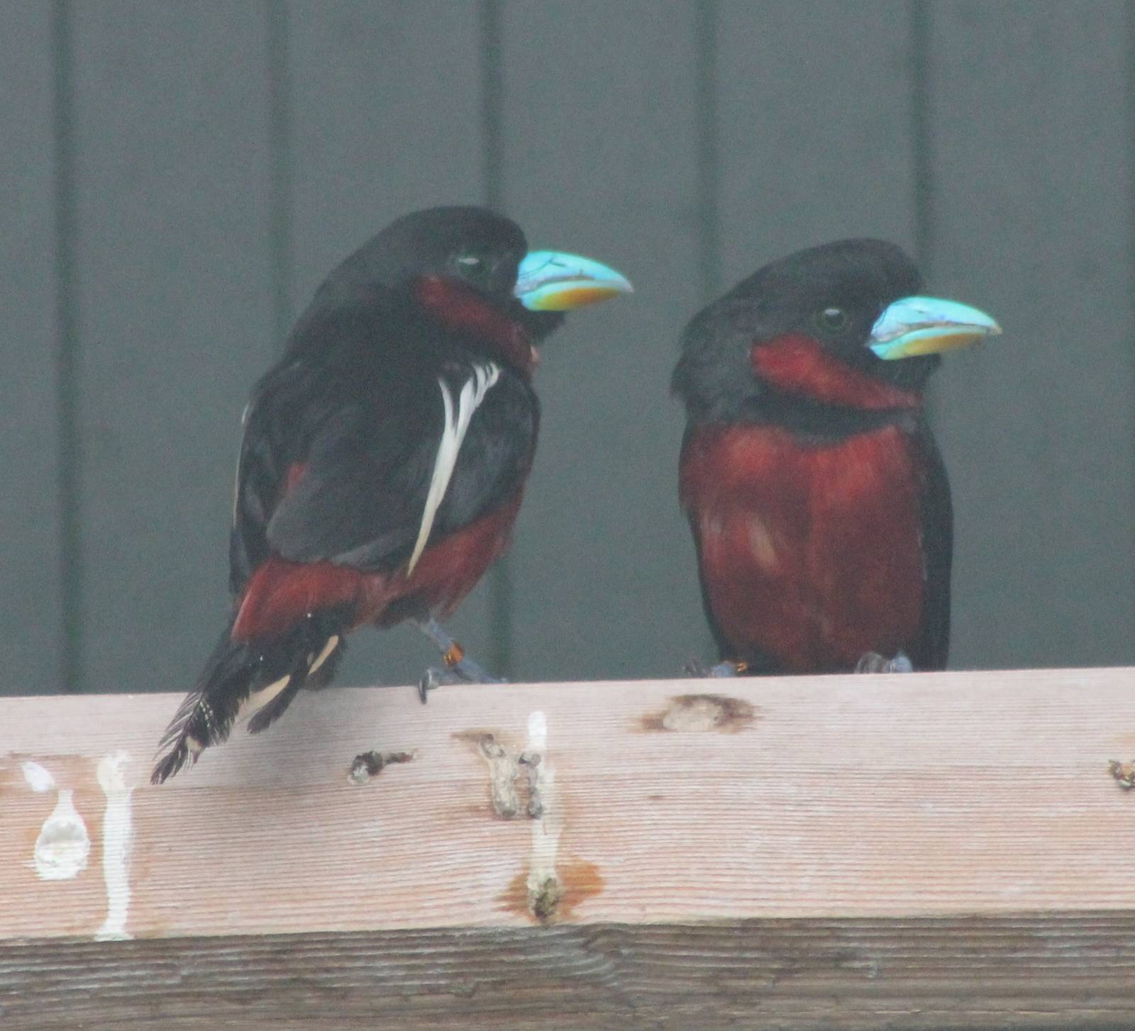 Black and red broadbills