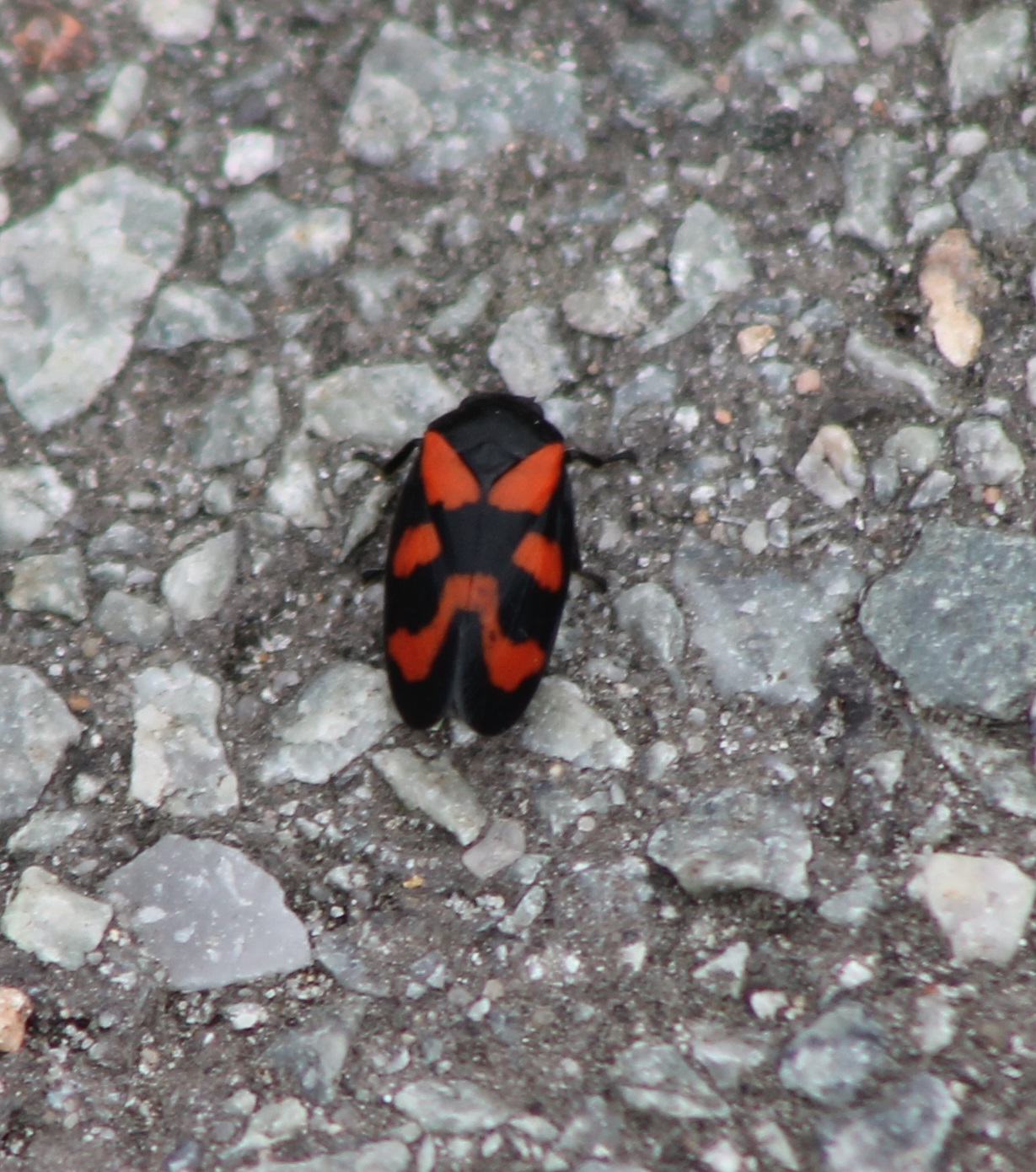 Black and red froghopper