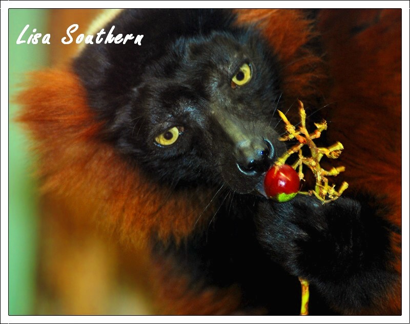 Black and Red Ruffed Lemur