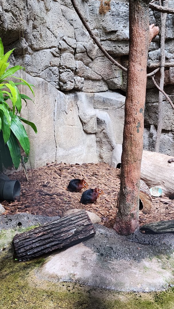 Black and Rofous Elephant Shrew