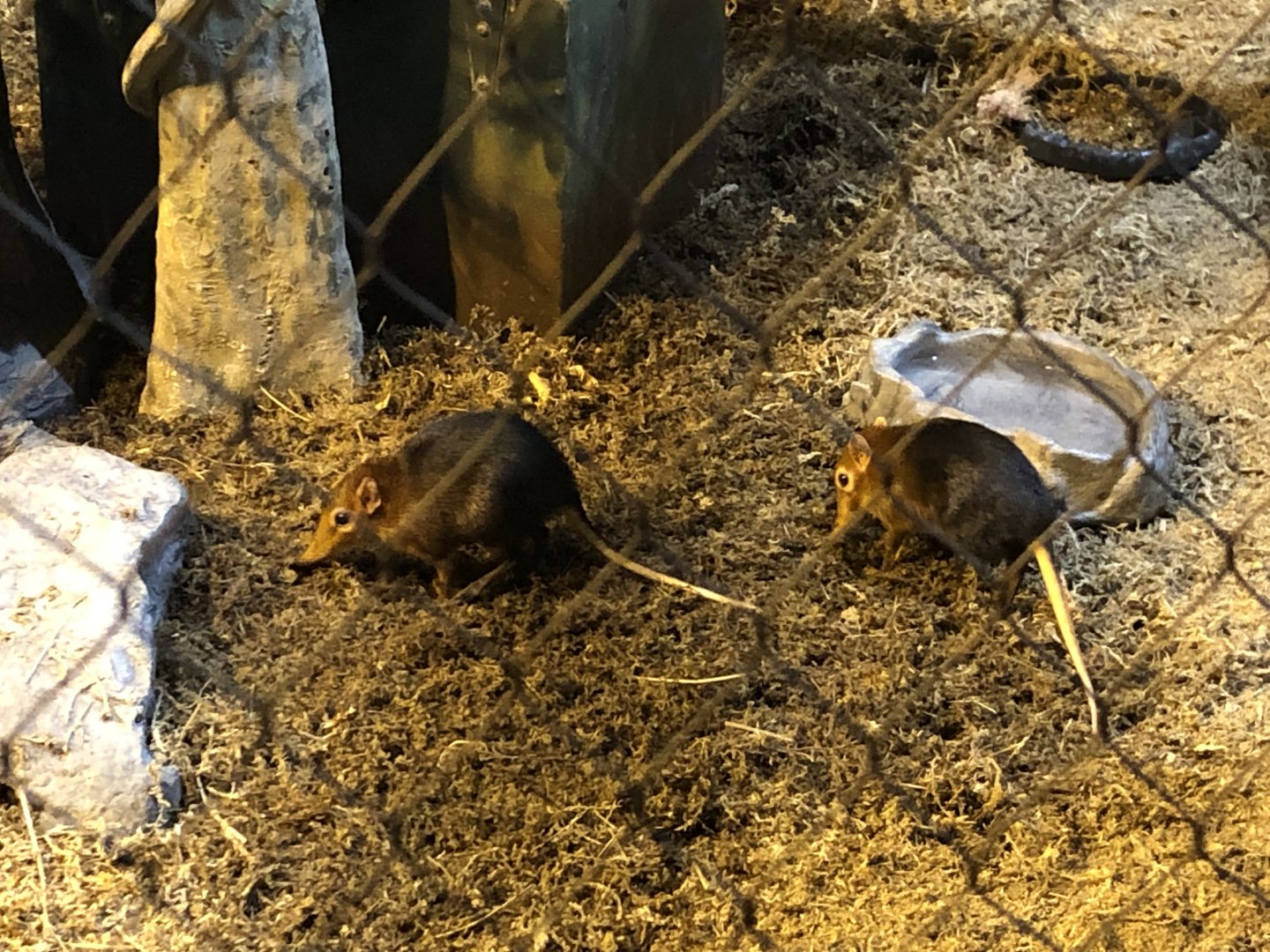 Black and Rofous Giant Elephant Shrews
