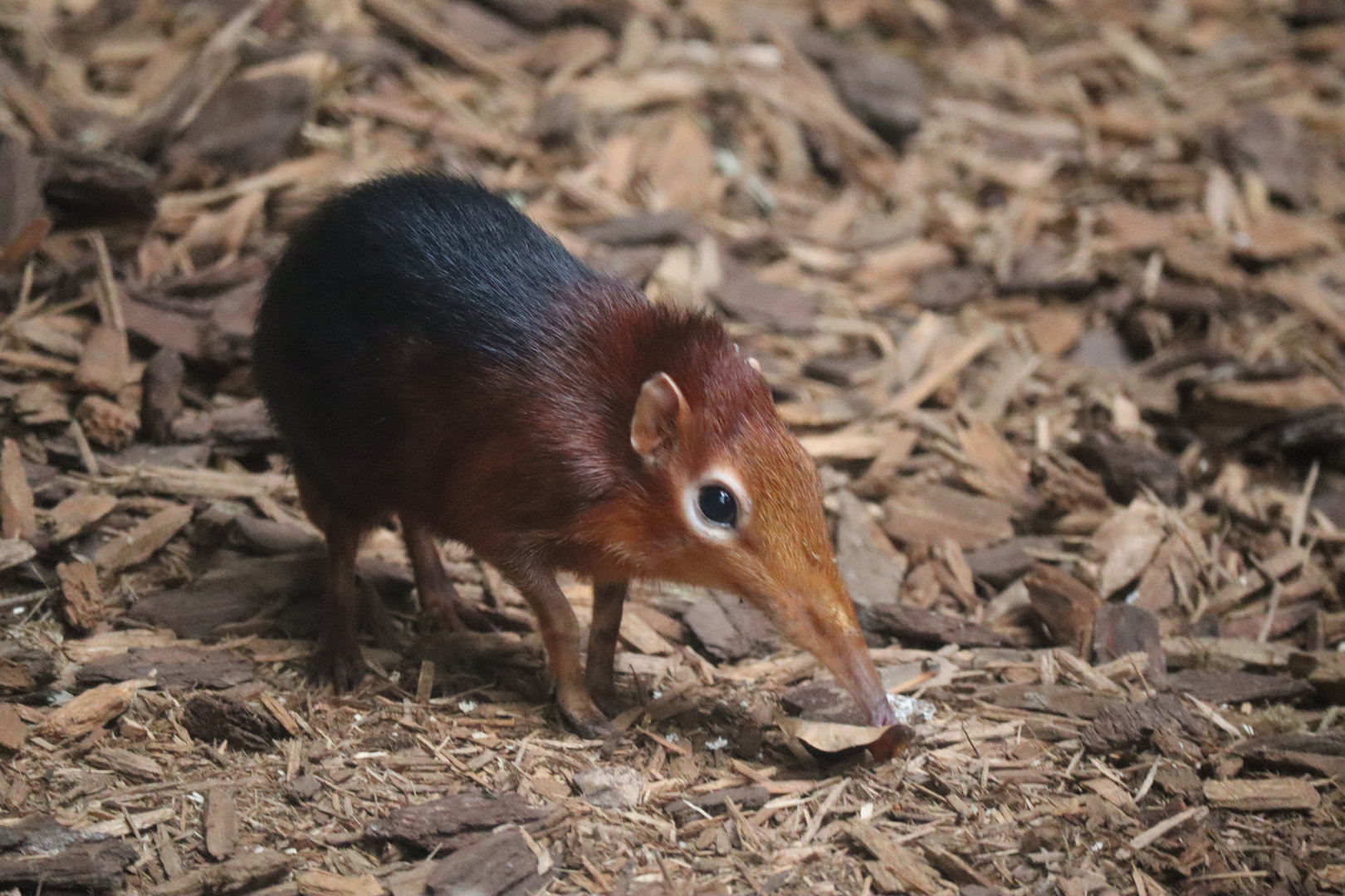Black and Rofous Sengi