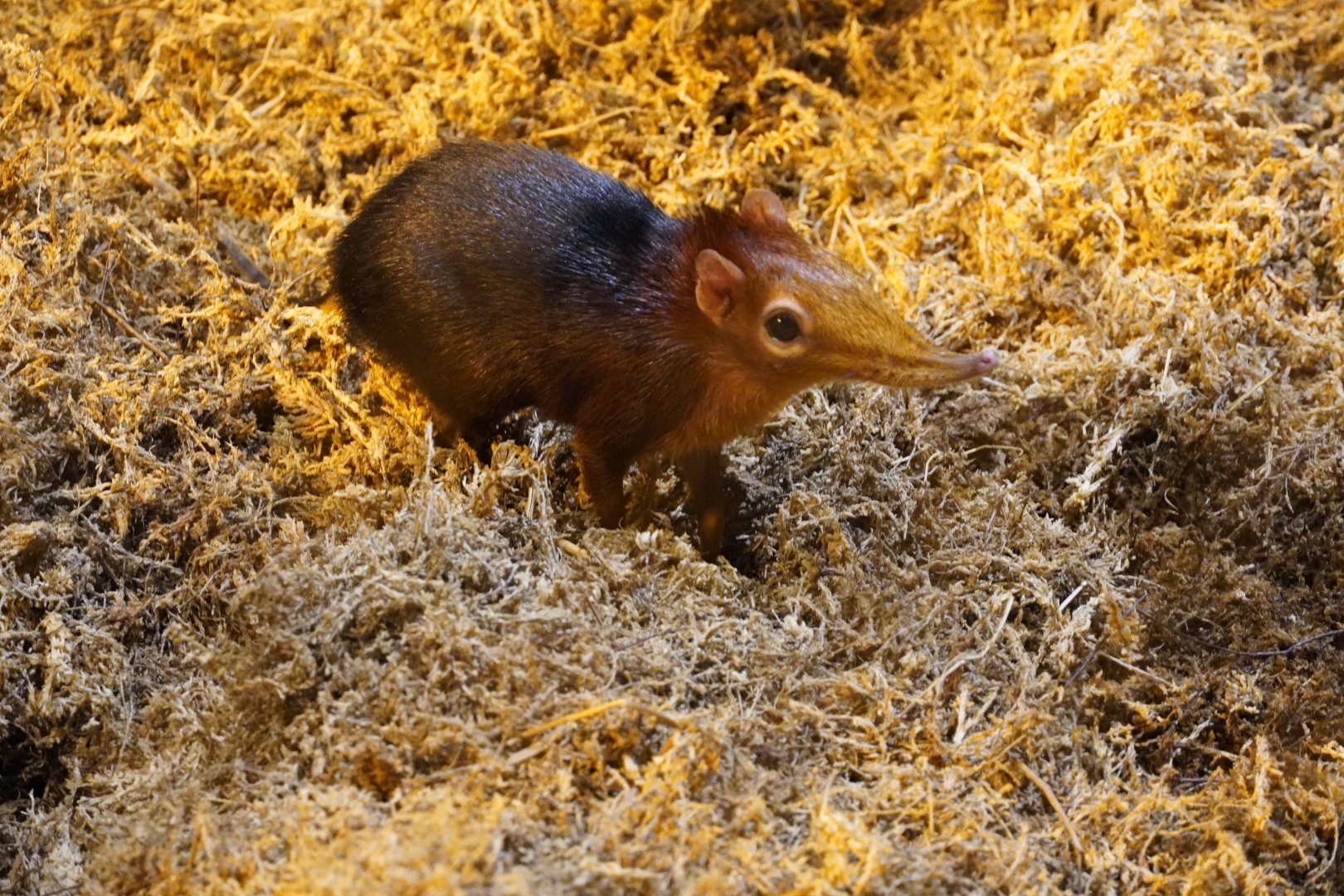 Black and Rufous Elephant Sengi