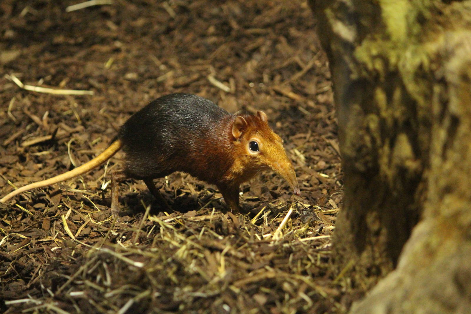Black and rufous elephant shrew, April 2014