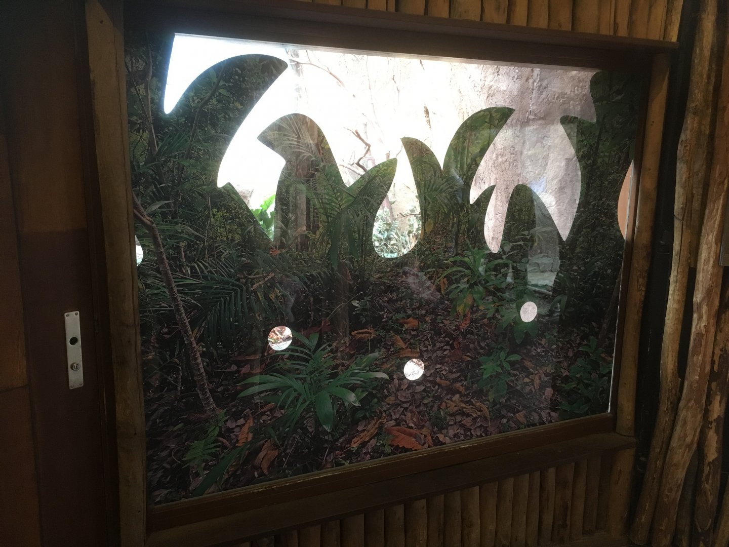 Black and rufous elephant shrew enclosure