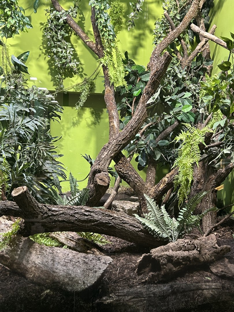 Black-and-rufous elephant shrew enclosure