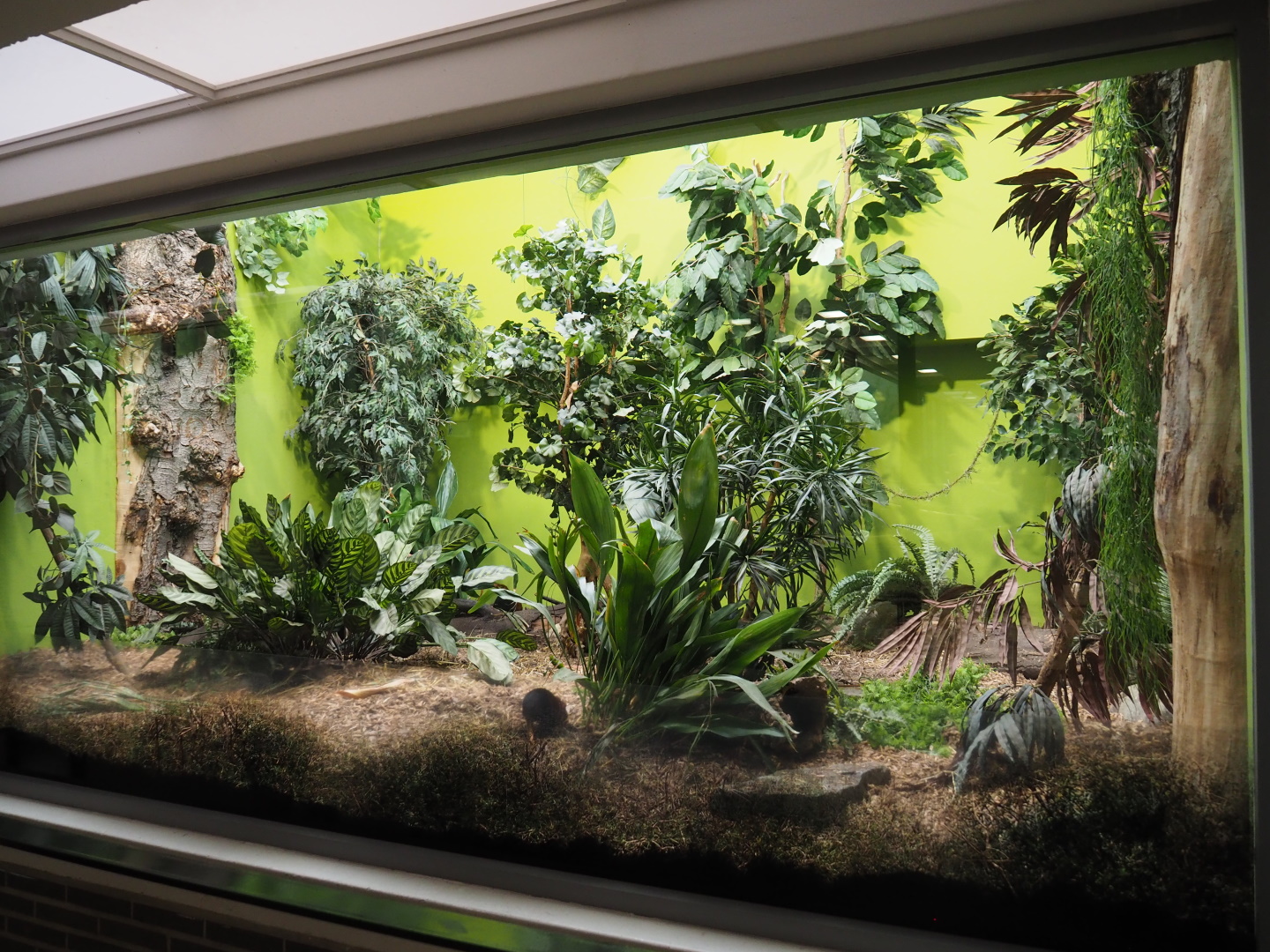 Black-and-rufous elephant shrew exhibit, 2021-06-12