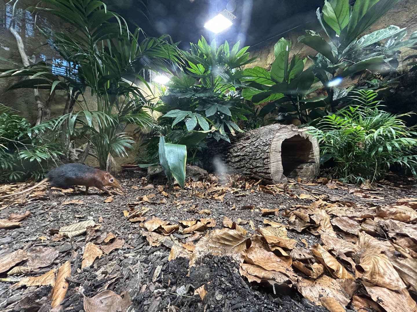 Black-and-Rufous Elephant Shrew Exhibit - Jungle House
