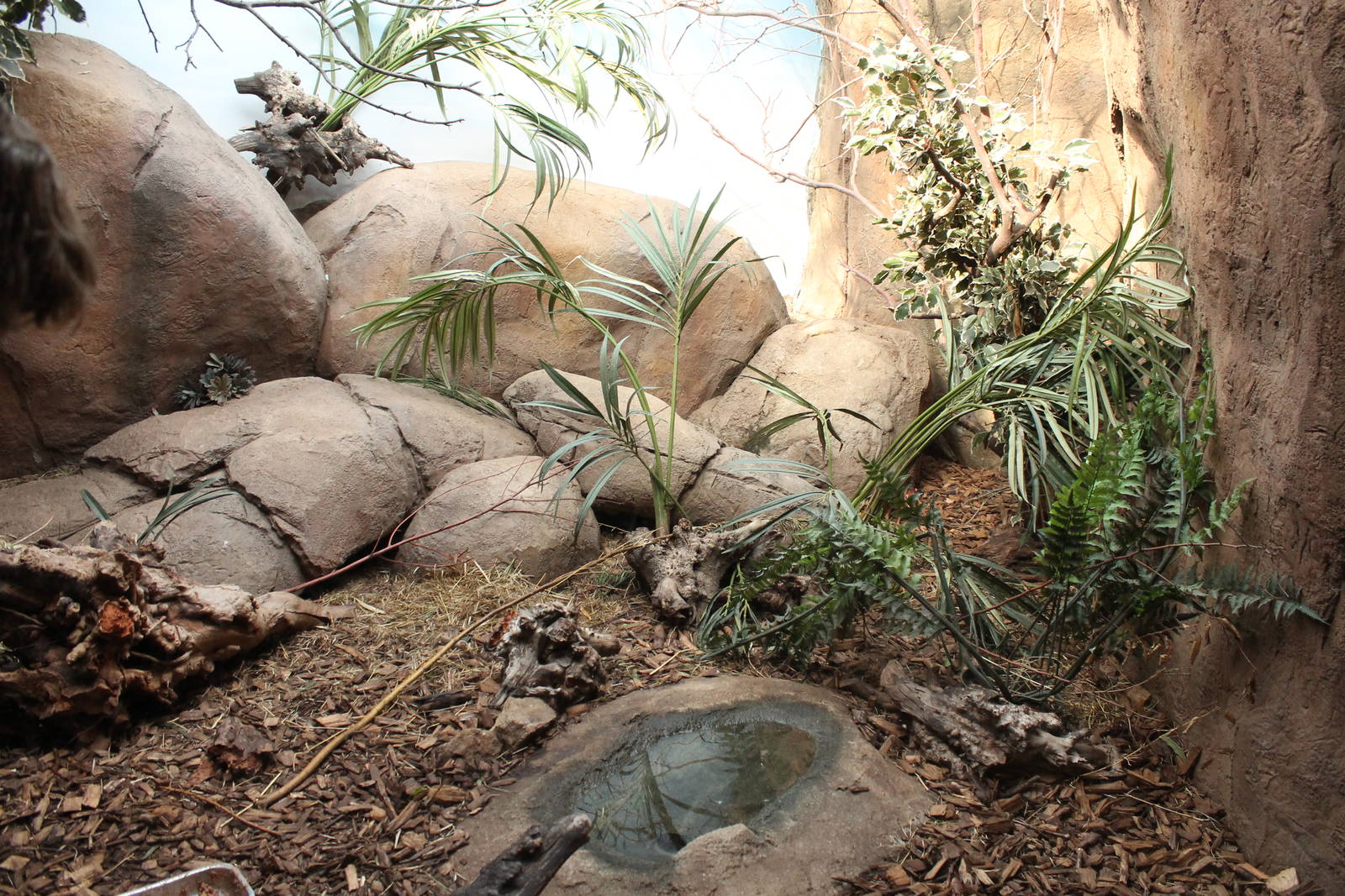 Black-and-rufous elephant shrew exhibit