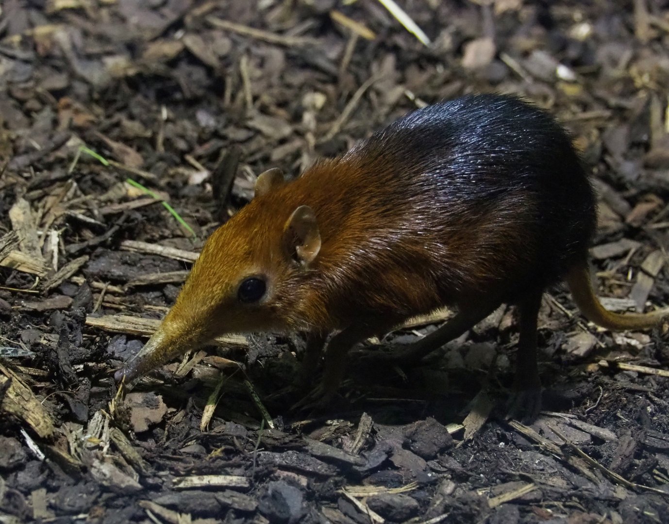 Black-and-rufous elephant shrew (Rhynchocyon petersi), 2019-04-20