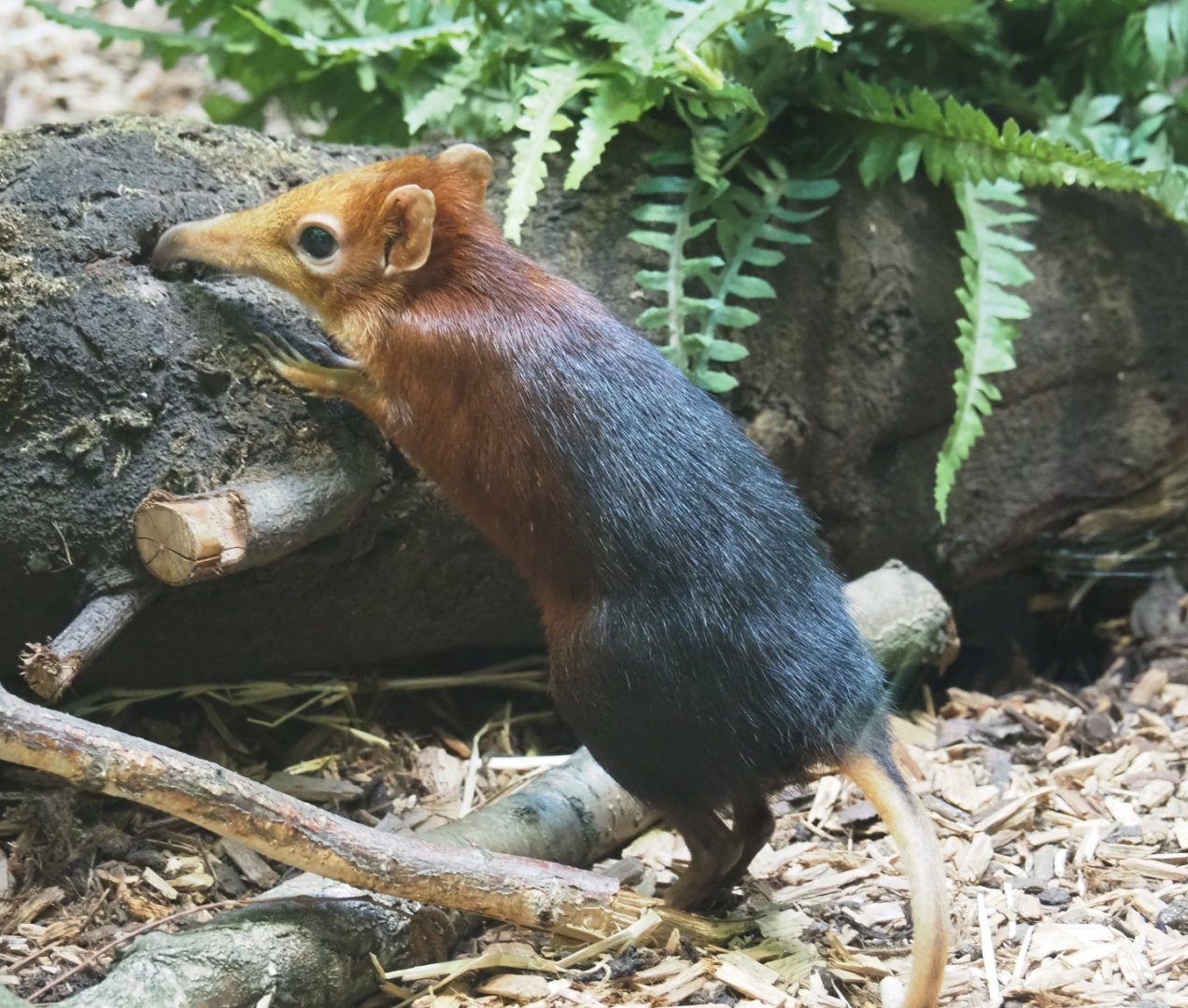 Black-and-rufous elephant shrew (Rhynchocyon petersi), 2019-06-22