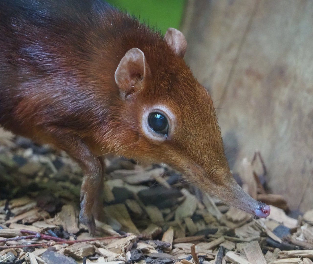 Black-and-rufous elephant shrew (Rhynchocyon petersi), 2019-09-21