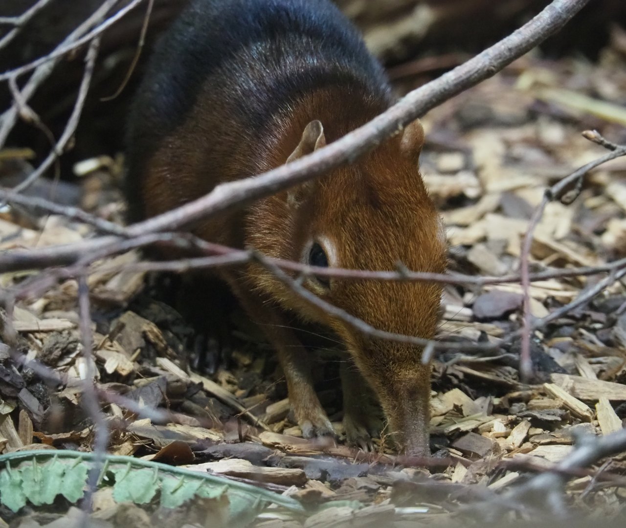 Black-and-rufous elephant shrew (Rhynchocyon petersi), 2019-12-30