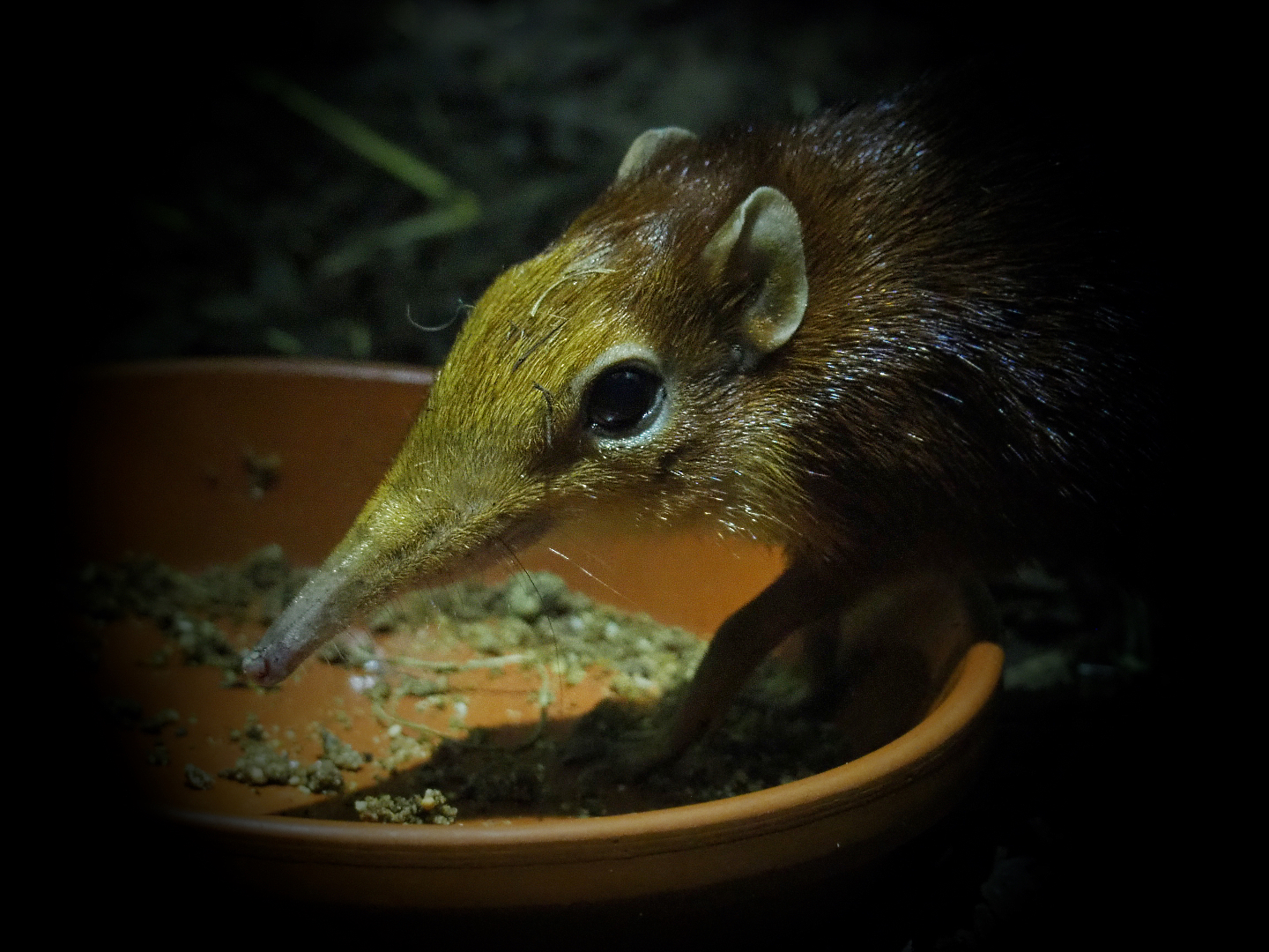 Black-and-rufous elephant shrew (Rhynchocyon petersi), 2020-05-24