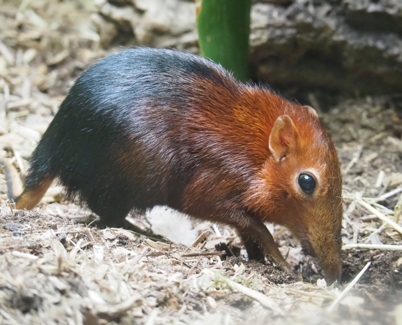 Black-and-rufous elephant shrew (Rhynchocyon petersi), 2021-06-12