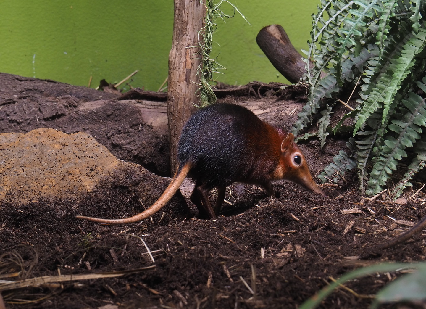 Black-and-rufous elephant shrew (Rhynchocyon petersi), 2021-07-17