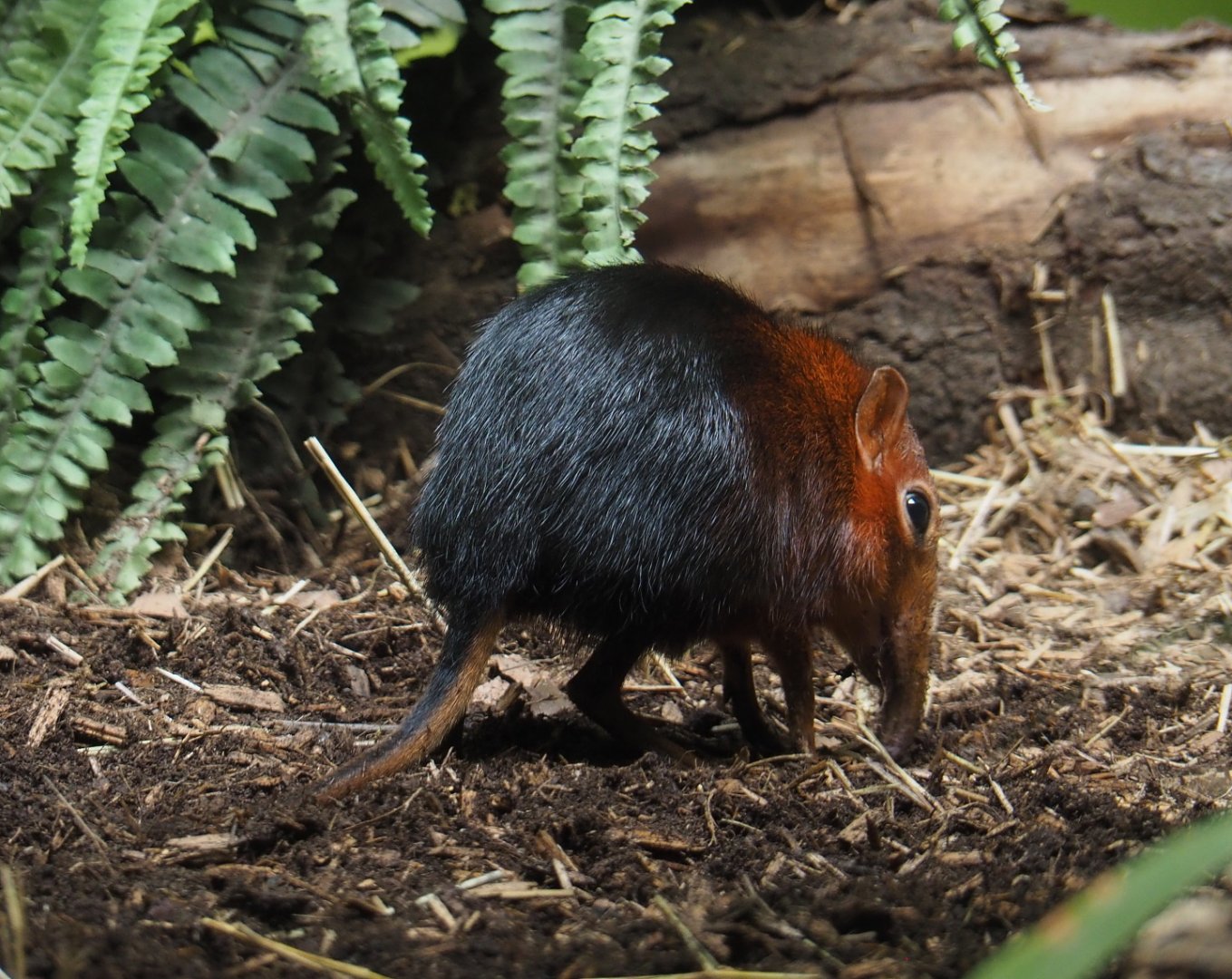 Black-and-rufous elephant shrew (Rhynchocyon petersi), 2021-07-17
