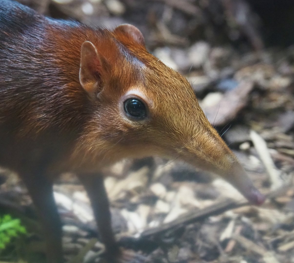 Black-and-rufous elephant shrew (Rhynchocyon petersi), 2022-03-16
