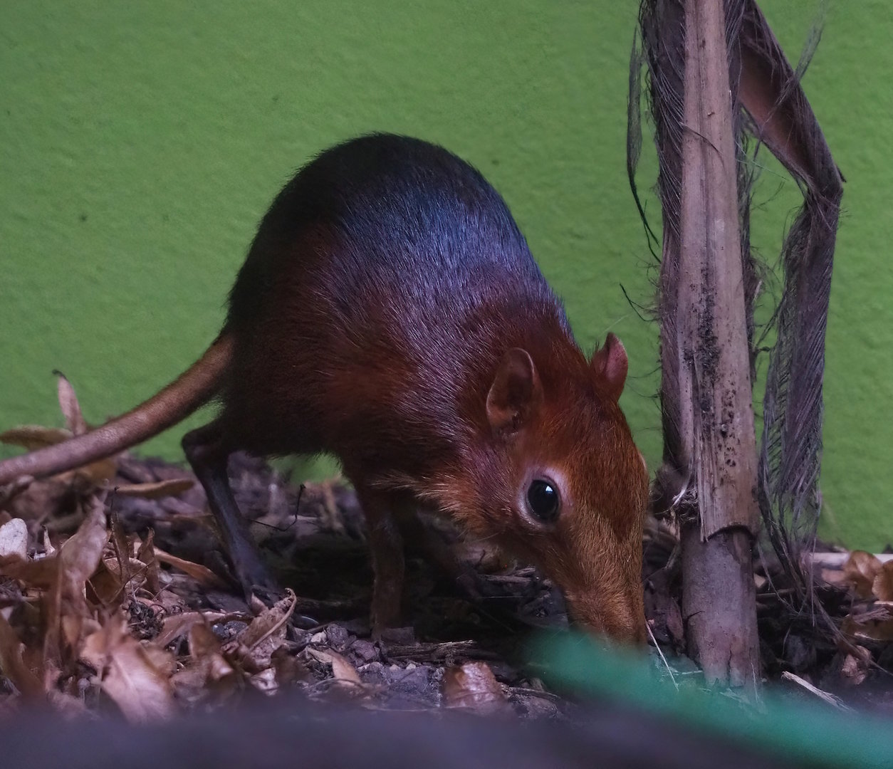 Black-and-rufous elephant shrew (Rhynchocyon petersi), 2022-08-16