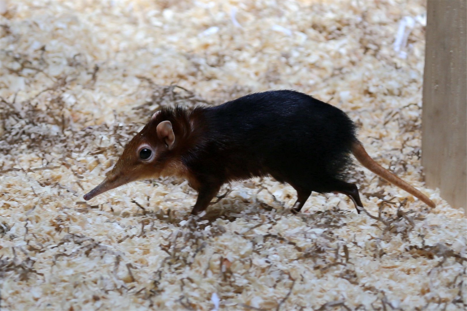 Black-and-Rufous Elephant Shrew (Rhynchocyon petersi), August 2015