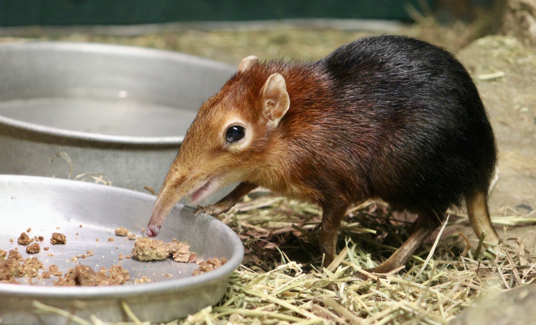 Black-and-Rufous Elephant Shrew (Rhynchocyon petersi) eating lunch