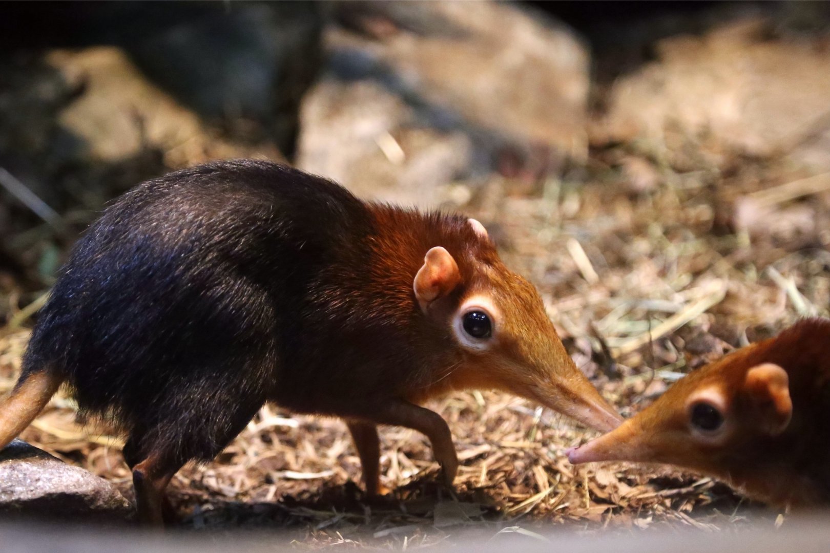 Black-and-Rufous Elephant Shrew (Rhynchocyon petersi), May 2017
