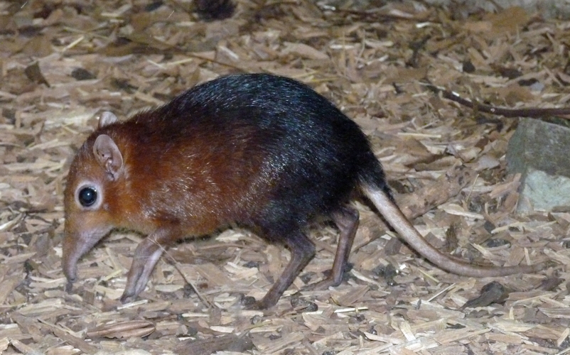 Black-and-rufous elephant shrew (Rhynchocyon petersi)