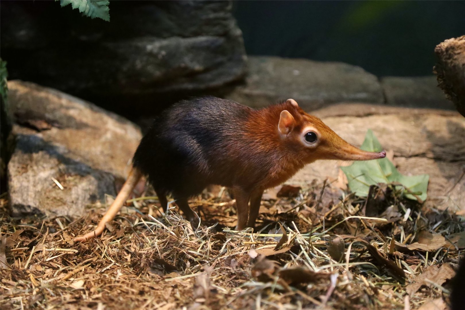 Black-and-rufous elephant shrew (Rhynchocyon petersi)