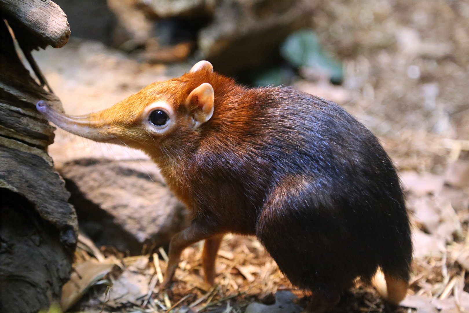 Black and Rufous Elephant Shrew (Rhynchocyon petersi)