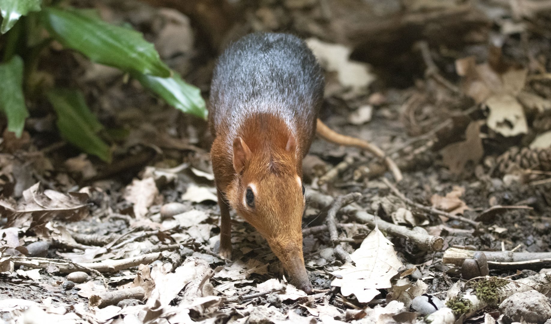 Black-and-rufous elephant shrew (Rhynchocyon petersi)