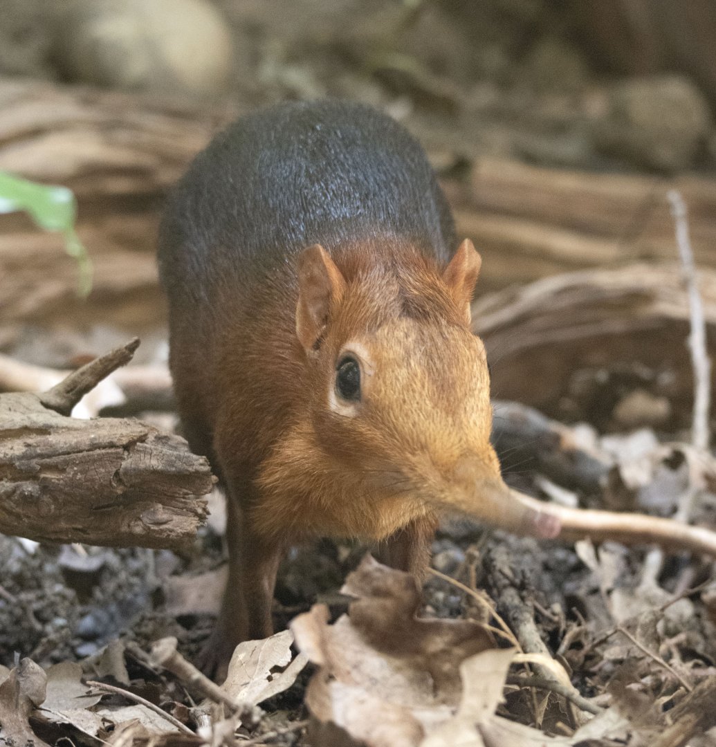 Black-and-rufous elephant shrew (Rhynchocyon petersi)