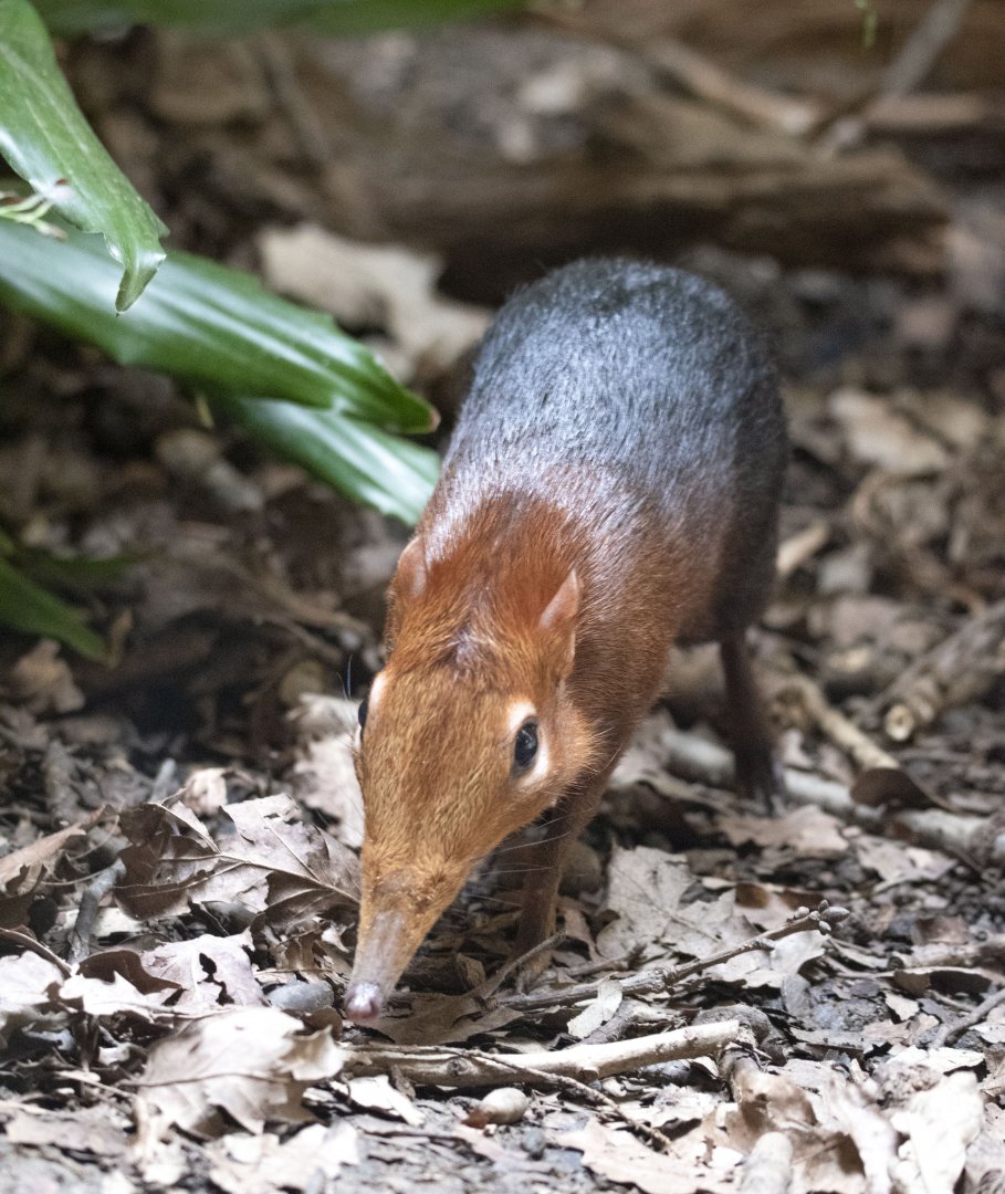 Black-and-rufous elephant shrew (Rhynchocyon petersi)