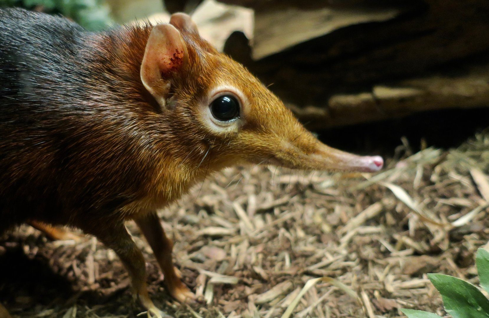 Black-and-Rufous Elephant Shrew (Rhynchocyon petersi)