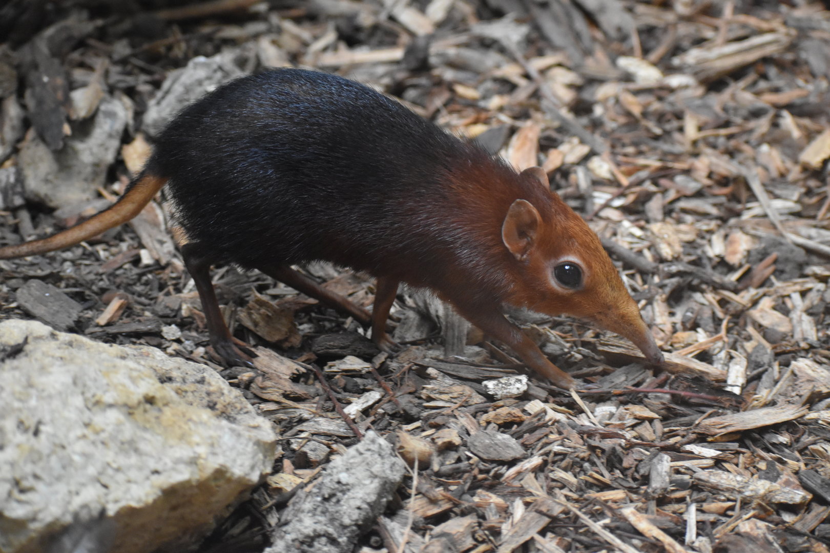Black and rufous Elephant Shrew - Rhynchocyon petersi