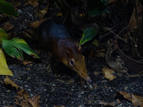 Black and rufous elephant shrew (Rhynchocyon petersi)