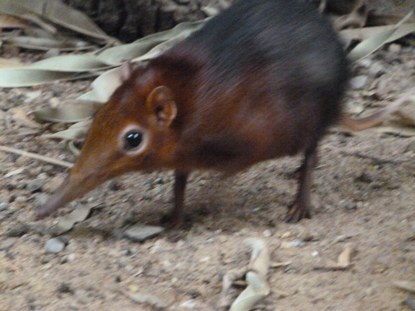 Black and rufous elephant shrew -Zoologischer Garten Berlin (2024)