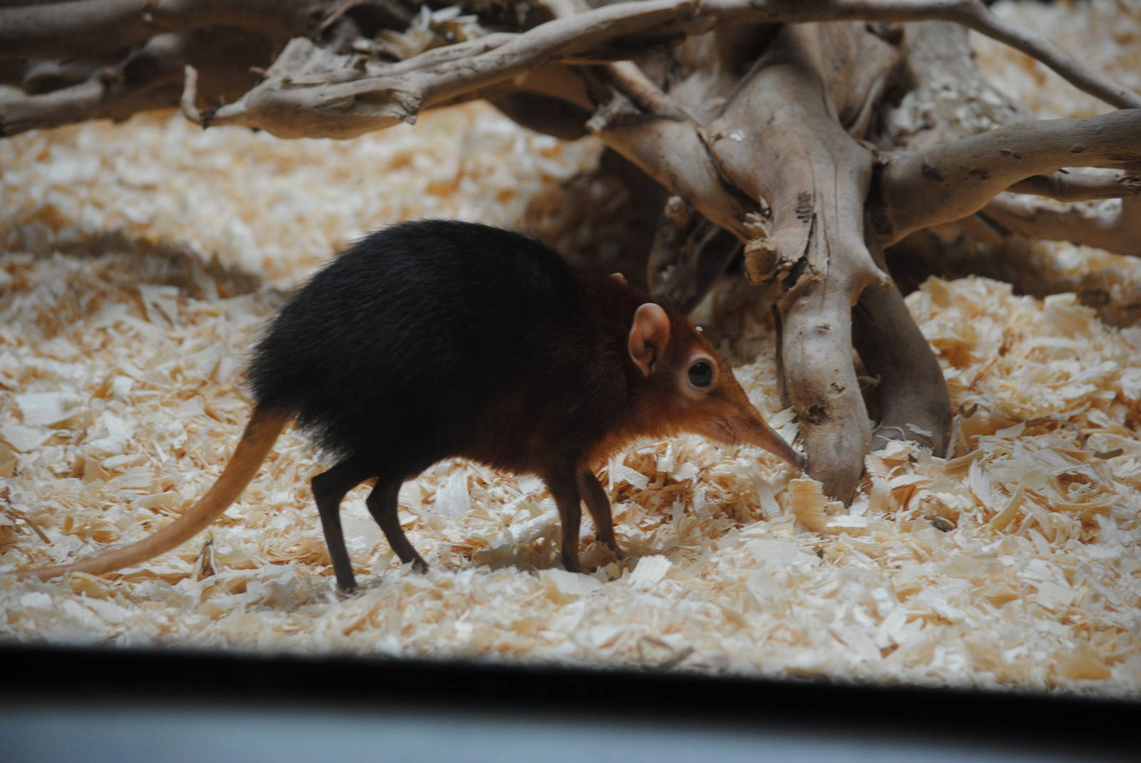 Black-and-rufous Elephant-Shrew