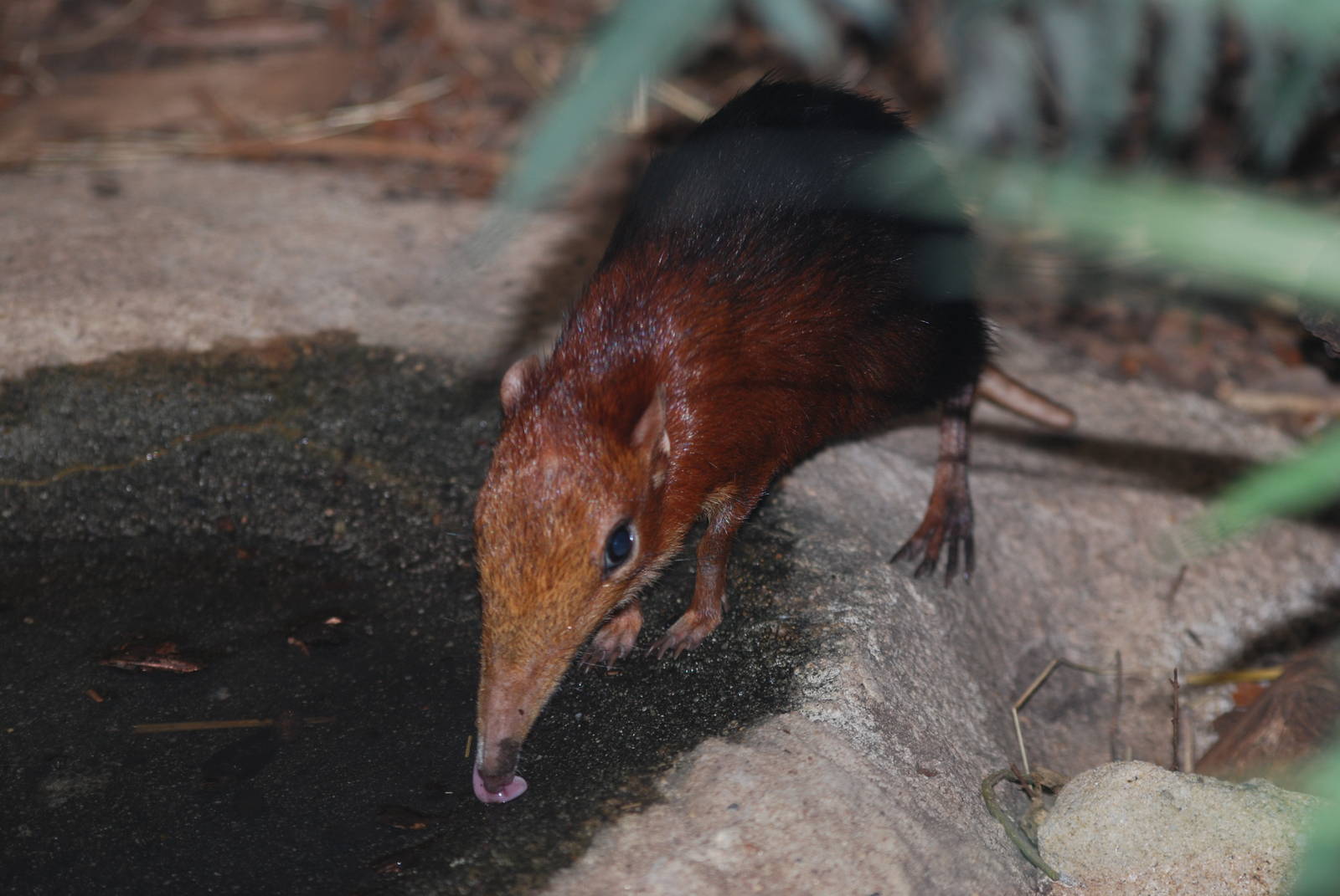 Black-and-rufous elephant-shrew