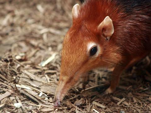 Black-and-rufous Elephant-shrew