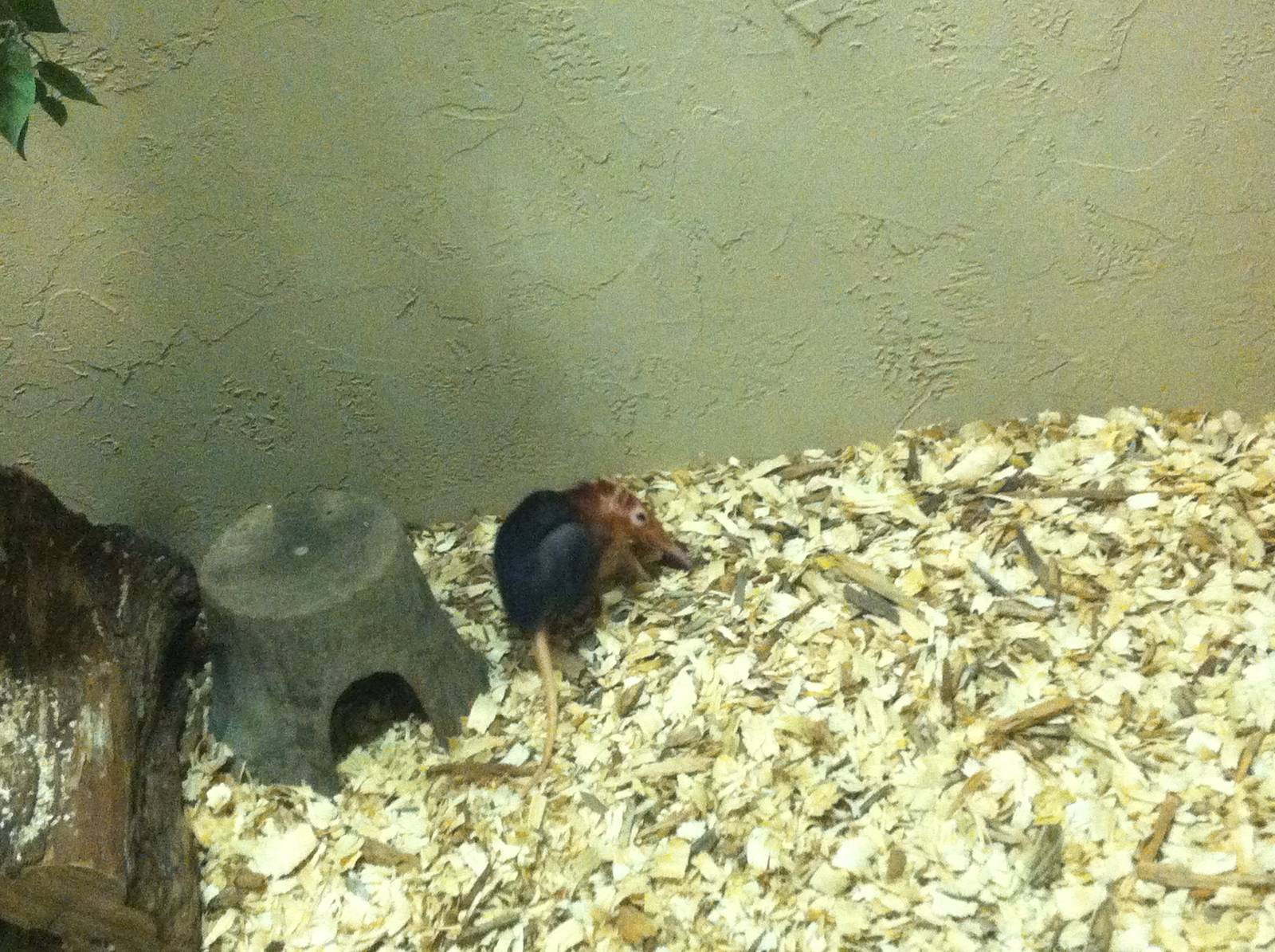 Black-and-Rufous Elephant Shrew