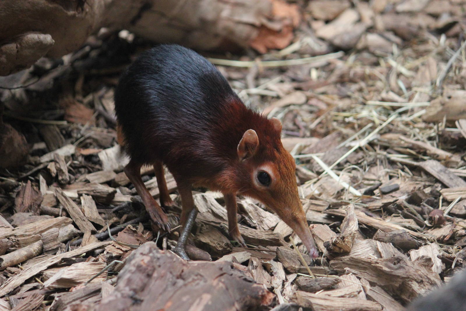 Black-and-rufous elephant shrew