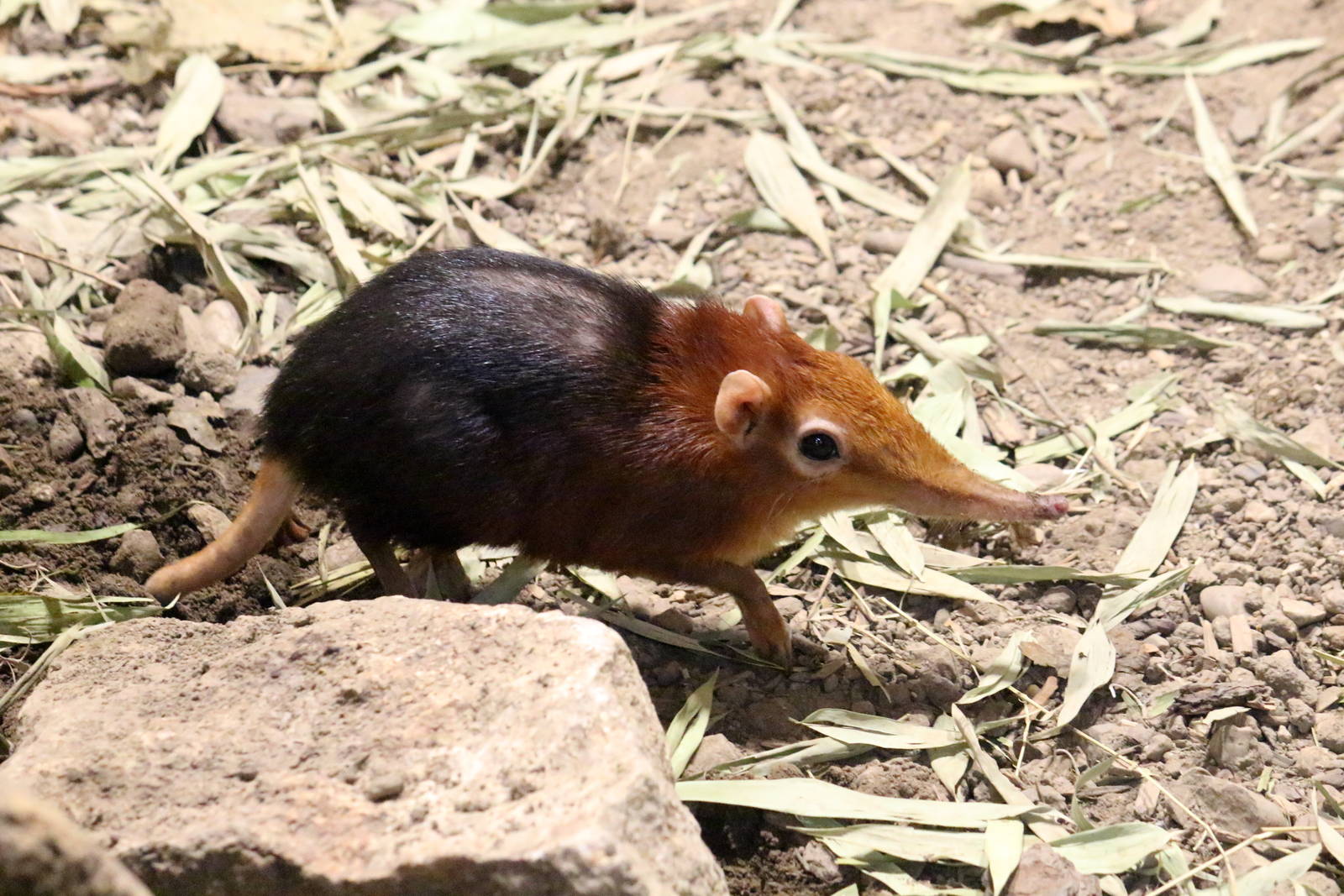 Black and Rufous Elephant-Shrew