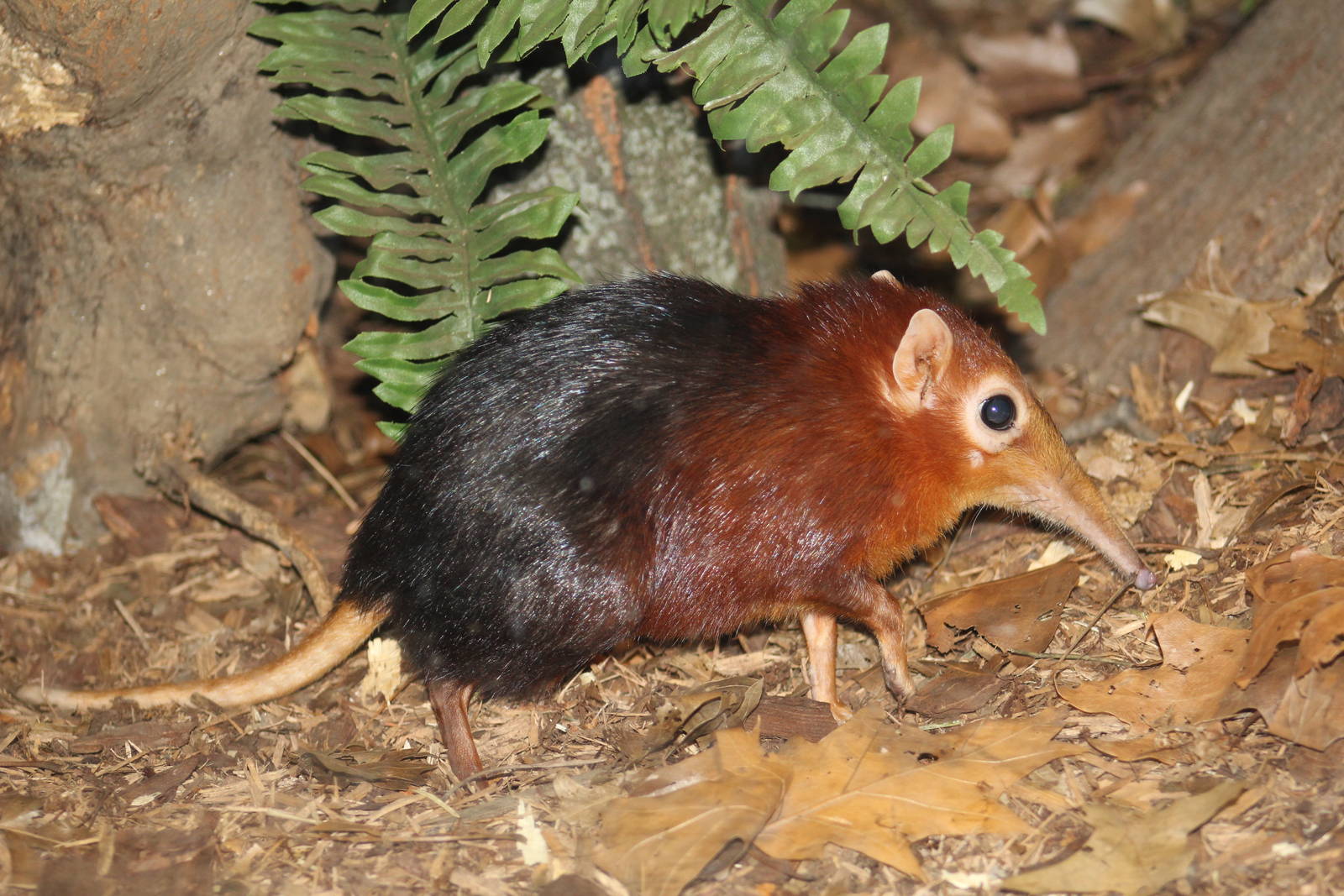 Black-and-Rufous Elephant-Shrew