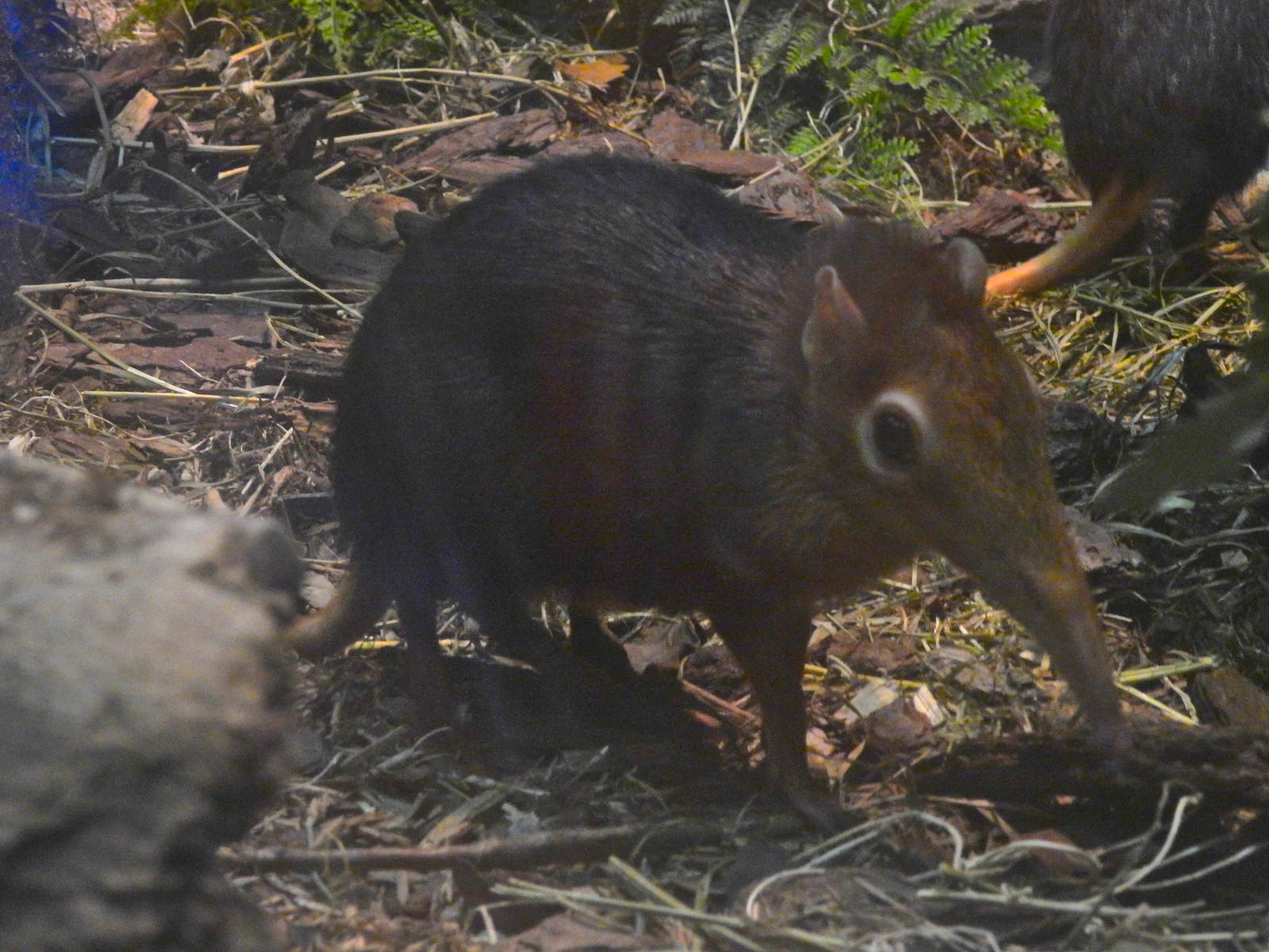Black and Rufous Elephant Shrew