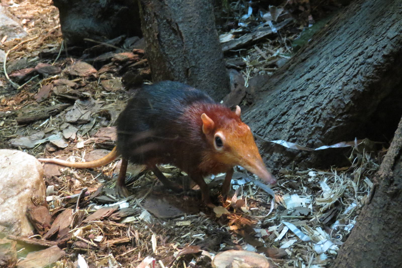 Black and rufous elephant shrew