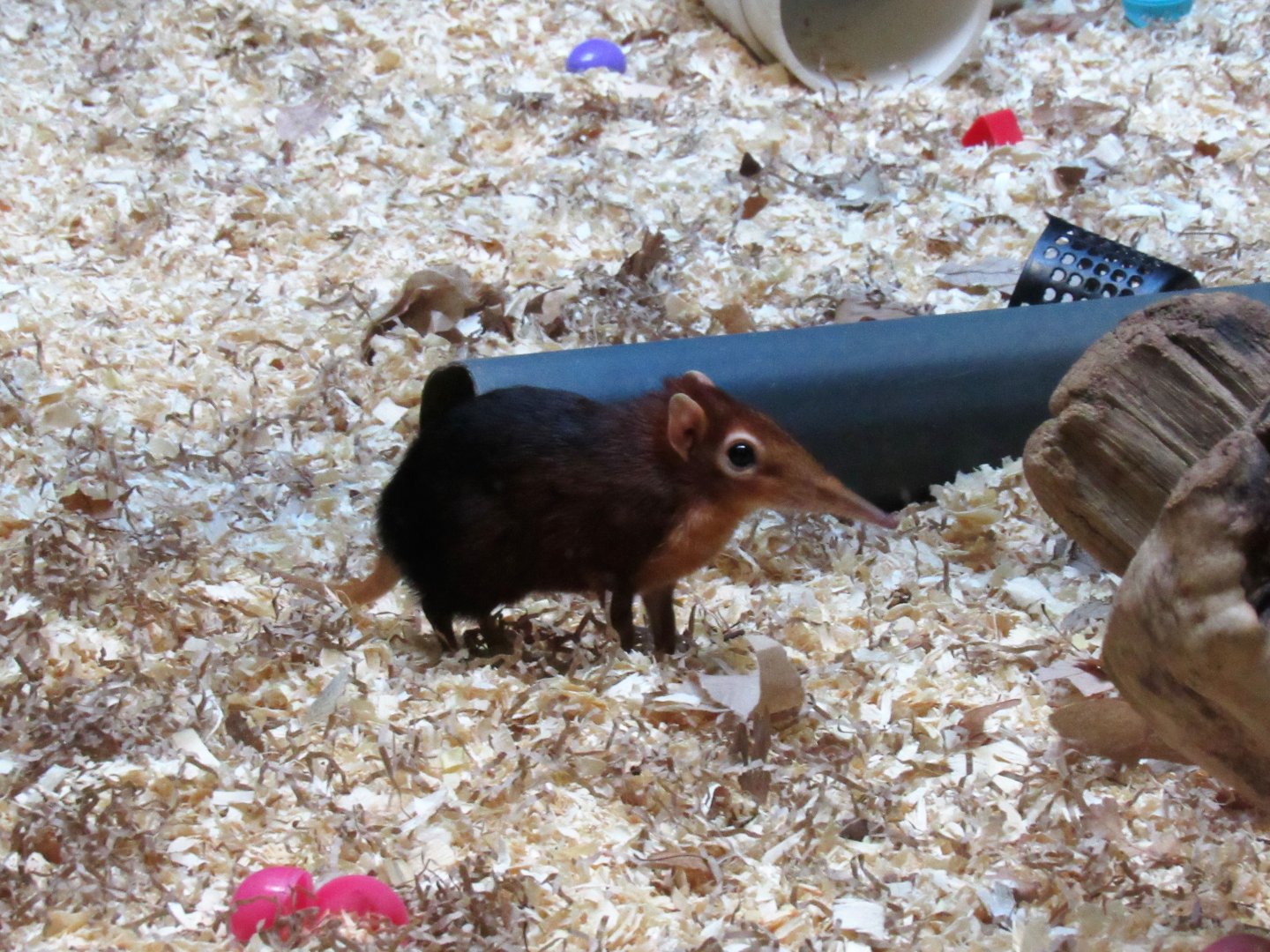 Black and rufous elephant shrew