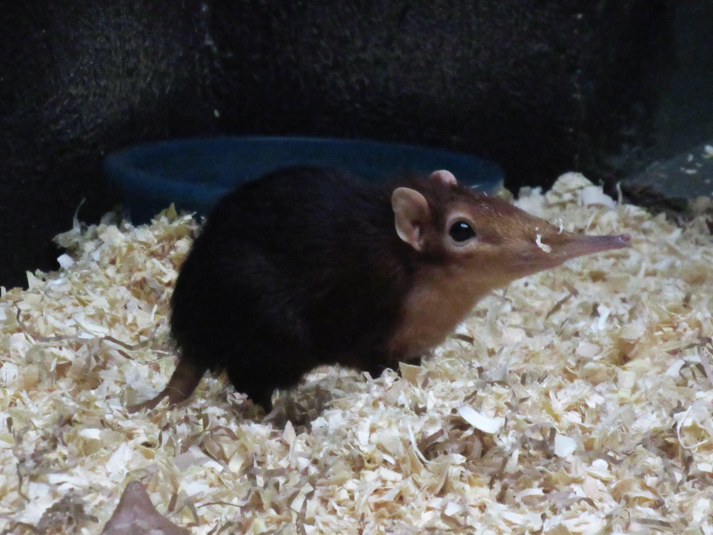 Black and Rufous Elephant Shrew